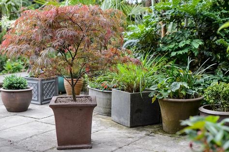 Best trees to grow in pots - BBC Gardeners World Magazine Potted Trees Patio, Trees In Pots, Acer Trees, Pots Ideas, Gardeners World, Viburnum Opulus, Patio Trees, Garden Kneeler, Tree Planters