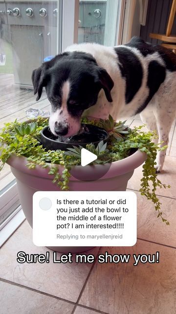 Dog Bowl Corner Ideas, Moss Dog Water Bowl, Dogs Water Bowl Ideas, Flower Pot Dog Water Bowl, Dog Water Dish Planter, Dog Bowl Succulent Planter, Dog Water Bowl With Plants, Dog Bowl Garden, Dog Bowl Planter Diy