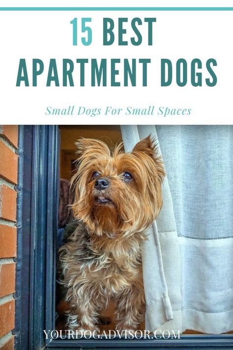 15 Best Apartment Dogs - Small Dogs For Small Spaces | Your Dog Advisor Dog Apartment Living, Best Small Dog Breeds, Best Apartment Dogs, Small Dog House, Best Small Dogs, Working Dogs Breeds, Apartment Dogs, Living With Dogs, Every Dog Breed