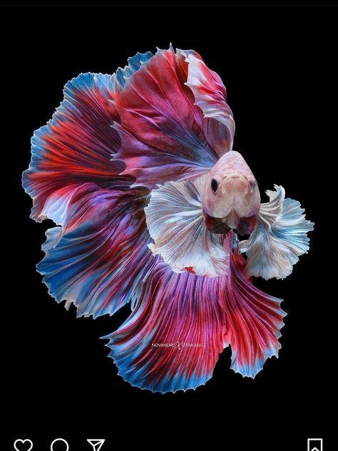 Red Beta Fish, Beta Fish, Natural Flowers, Rare Animals, Fish Tail, Beautiful Fish, Fish Painting, Colorful Fish, High Art