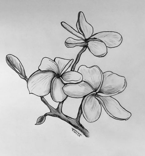 Frangipani flowers Kemboja Flower Sketch, Plumeria Coloring Page, Frangipani Drawing Sketches, Frangipani Flower Drawing, Plumeria Sketch, Plumeria Flowers Drawing, Frangipani Drawing, Frangipani Tattoo, Realistic Flower Tattoo