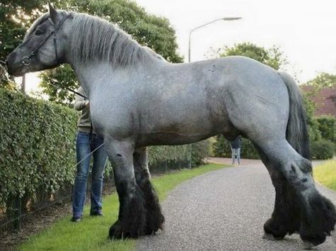 Big Horse Breeds, Giant Horse, Draft Horse Breeds, Belgian Draft Horse, Largest Horse Breed, Percheron Horses, Funny Horse Videos, Clydesdale Horses, Big Horses