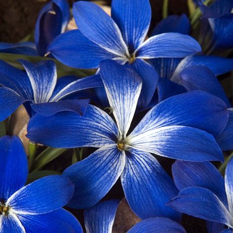 Flower Ideas The Most Beautiful Flowers, Crocus Flower, Different Types Of Flowers, Flower Guide, Flower Sculptures, Blue Garden, Flower Names, Most Beautiful Flowers, Flower Ideas