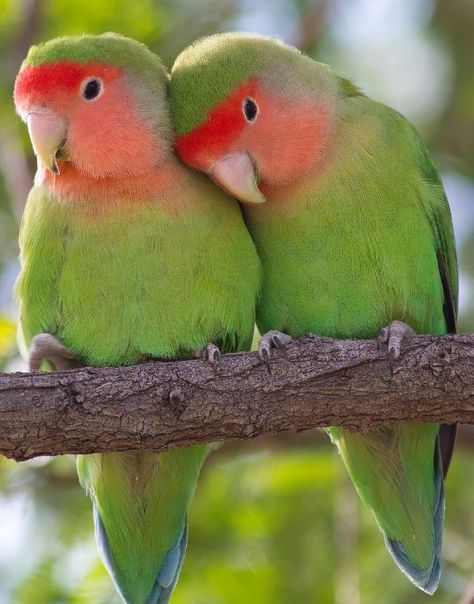 Evening Greetings, Romantic Photoshoot, Animal References, Bird Quilt, Bird Pictures, Exotic Birds, Tropical Birds, Pretty Birds, Cute Birds