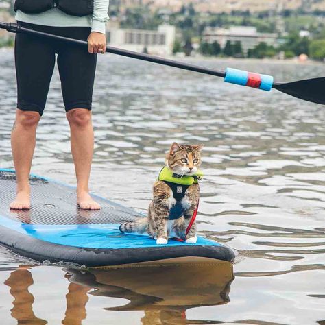 Find out why you should consider a life vest for your cat, what to look for ... Dog Life Vest, Cat Stroller, Camping With Cats, Cat Litter Tray, Swim Life, Adventure Cat, Life Jackets, Cat Essentials, Boat Safety