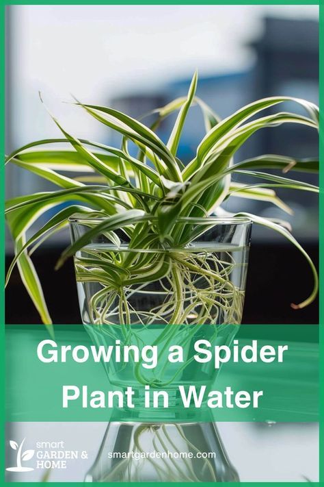 Dive into hassle-free gardening with Spider Plants in water! Learn how to propagate and care for them effortlessly at Smart Garden and Home. Transform your space into a green paradise today! Spider Plant Hydroponic, Propagating Spider Plants Water, Spider Plant In Water Vase, Care For Spider Plant, House Plants In Water, Spider Plant Decor, Spider Plants In Water, Propagating Spider Plants, Spider Plant In Water