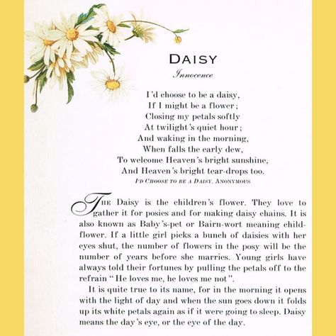 Daisy Sentiments Daisy Meaning, Daisy Quotes, Daisy May, Daisy Love, Daisy Girl, Flower Meanings, Language Of Flowers, Happy Flowers, Flower Quotes