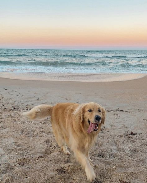 Golden Retriever Beach, Cute Dog Pictures, Dog Beach, Beach Photo, Ocean Sunset Photography, Baby Dogs, Beach Photos, Beach Sunset, Dog Pictures