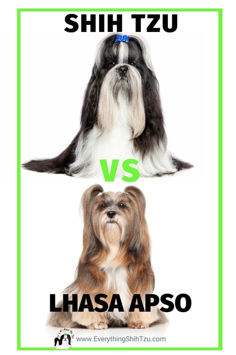 Lhasa Apso Black, Lasha Apso Dogs, Lhasa Apso Dogs, Lhasa Apso Tattoo, Lhasa Apso Grooming, Shih Apso, Lhasa Apso Puppy, Lhasa Apso Puppies, Animal Therapy