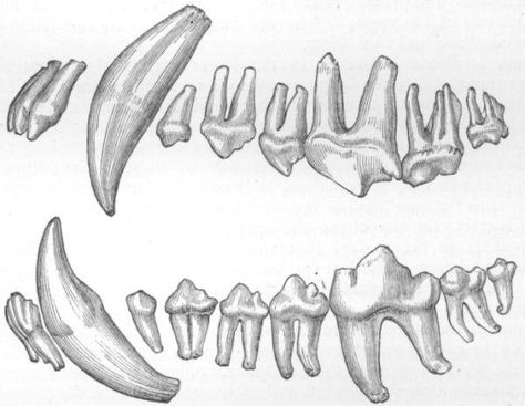 Wolf teeth Drawing Teeth, Canine Skull, Teeth Anatomy, Teeth Illustration, Teeth Drawing, Tooth Tattoo, Dog Skull, Wolf Totem, Wolf Skull