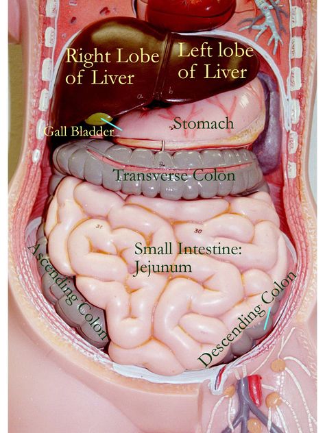 Gore References, Medical Drawings, Basic Anatomy, Basic Anatomy And Physiology, Medical Videos, Biology Facts, Medical Student Study, Human Body Anatomy, Medical School Studying