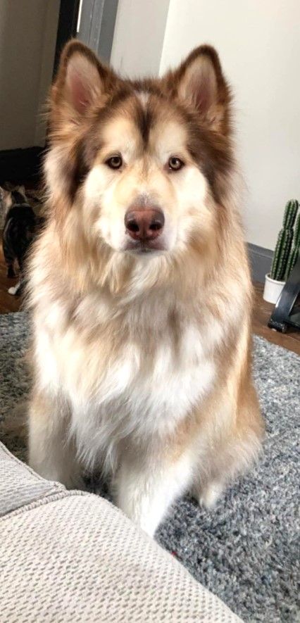 Giant Alaskan Malamute, Malamute Husky, Malamute Dog, Italian Mafia, My Husky, Fluffy Dogs, Alaskan Malamute, Siberian Husky, Big Dogs