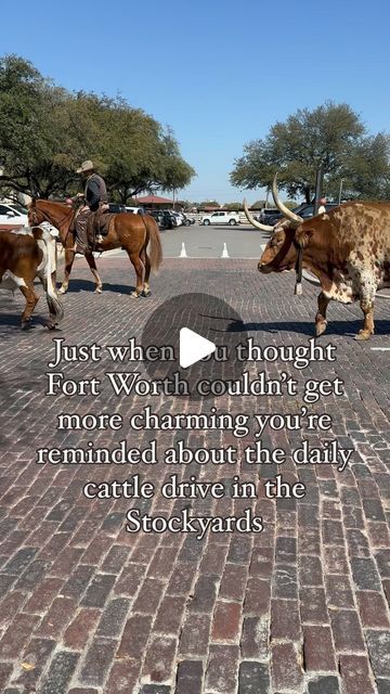 Kaylynn Jacobi on Instagram: "The Fort Worth Herd is the world’s only twice daily longhorn cattle drive, held every day at 11:30 AM & 4:00 PM in the Fort Worth Stockyards. 

The Fort Worth Herd steers can be viewed before and after cattle drives in their pens behind the Livestock Exchange Building or at the Observation Deck just east of the Livestock Exchange Building on East Exchange Avenue. 

Drovers are available before each cattle drive for photo ops and questions. Be sure and ask for Steer Trading Cards!

The Stockyards are filled with Fort Worth history, shopping ,and restaurants. 🤠

#stockyards #fortworthmom #fortworth #movetofortworth #fortworthstockyards #theherd #cattledrive #fortworthtx #fortworthlocal #ftworthstockyards" Herding Cattle, Fort Worth Stockyards, Longhorn Cattle, Cattle Drive, Observation Deck, The Fort, Fort Worth, Trading Cards, Fort