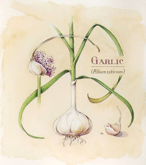 Garlic Plant Drawing, Garlic Botanical Illustration, Produce Tattoo, Garlic Drawing, Garlic Illustration, Garlic Flower, Allium Sativum, Scientific Drawing, Botanical Sketchbook