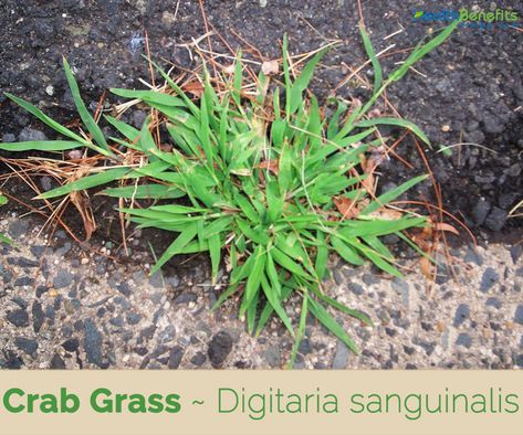 Crab Grass facts and health benefits Crabgrass Removal, Nail Health Signs, Types Of Grass, Health Signs, Healthy Lawn, Root Growth, Lawn Maintenance, Grass Seed, Plant Illustration