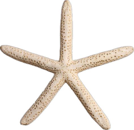 Starfish Cutout, Conch Shell, Life Images, Conch, Starfish, White Background, Photo Image, Shells, Stock Photos