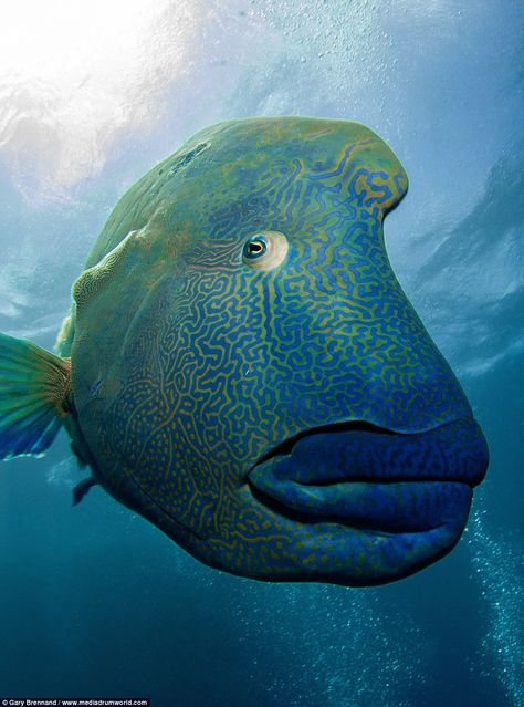 Wally the Napoleon Wrasse is a popular feature on the Great Barrier Reef and seems to enjoy the attention of tourists Napoleon Fish, Crispy Fish, Giant Fish, Fauna Marina, Fish Sticks, Salt Water Fish, Deep Sea Creatures, Weird Fish, Beautiful Sea Creatures