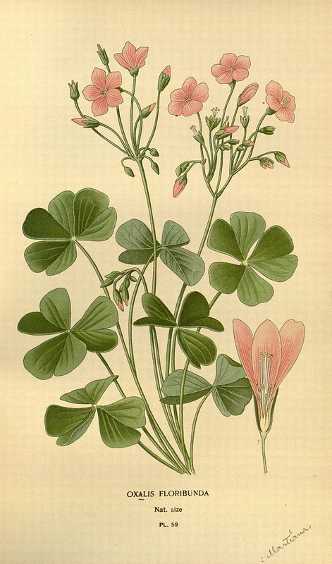 Oxalis Floribunda, Bent woodsorrel, Pink sorrels, Yellow sorrels , Shamrock oxalis, Sourgrass. Illustration ... Illustration Botanique Vintage, Favourite Flowers, Illustration Botanique, Botanical Illustration Vintage, Vintage Botanical Prints, Botanical Painting, Scientific Illustration, Vintage Poster Art, Plant Illustration