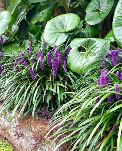 Liriope plants How To Plant Trees, Tropical Backyard Landscaping, Courtyard Plants, Plants Tips, Small Tropical Gardens, Tropical Landscape Design, Tropical Backyard, Deck Designs Backyard, Corner Garden