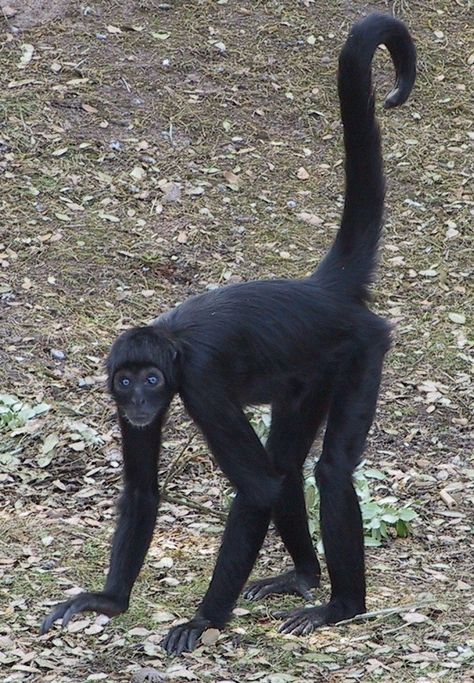 Black Monkey, Monkey Drawing, Monkey World, Spider Monkey, Monkey Pictures, Monkey Art, Wildlife Park, Monkeys Funny, Black Spider