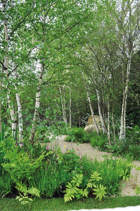 Garden With Trees Ideas, Birch In Garden, Forest Like Garden, Woodland Area In Garden, Small Woodland Garden Design, Small Birch Trees, Trees In Small Gardens, Woodland Garden Ideas Uk, Uk Garden Design