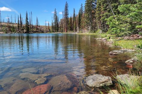 Seeley Lake Montana, Water Soluble Oil Paint, Lake Montana, Learn Acrylic Painting, Tips For Painting, Reflection Painting, Arte Grunge, Painting Water, Plein Air Landscape