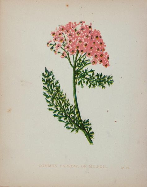 Field guide illustration of pink common yarrow Lino Inspiration, Common Yarrow, Guide Illustration, Floral Reference, Heron Tattoo, Yarrow Flower, Pink Yarrow, Pollinator Plants, Floral Tattoo Sleeve