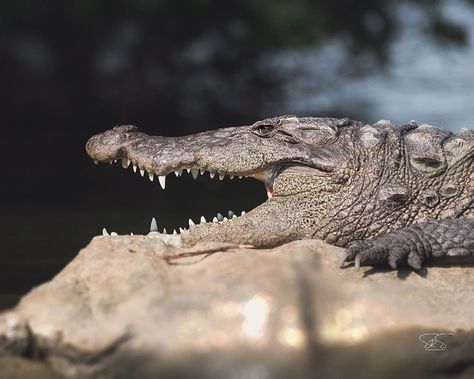 We are all in the realm of a mugger crocodile. In Sanskrit, it is known as ‘Makara’ meaning ‘sea dragon’. The... Crocodile Spirit Animal, Socotra Island Animals, Kalgorea Sisters, Mugger Crocodile, Gharial Crocodile, Crocodile Crocodile Down By The Lake, Sea Dragon, Sanskrit, Two By Two