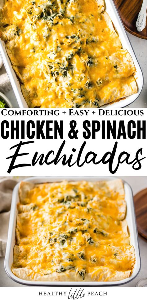 These Chicken and Spinach Enchiladas have been passed down from my Grandmother Sue Sue and has become a family tradition during the holiday season. This dish is comfort food at it's best! #chickenenchiladas #enchiladas #enchiladarecipe #chickenandspinachenchiladas #comfortfood #mexicanfood #holidayrecipes Spinach Chicken Enchilada Recipe, Chicken Spinach Enchiladas Easy, Spinach And Cheese Enchiladas 12 Tomatoes, Leftover Spinach Recipes, Spinach And Cheese Enchiladas, Chicken Spinach Enchiladas, Chicken And Spinach Enchiladas, Lunch Entrees, White Sauce Enchiladas