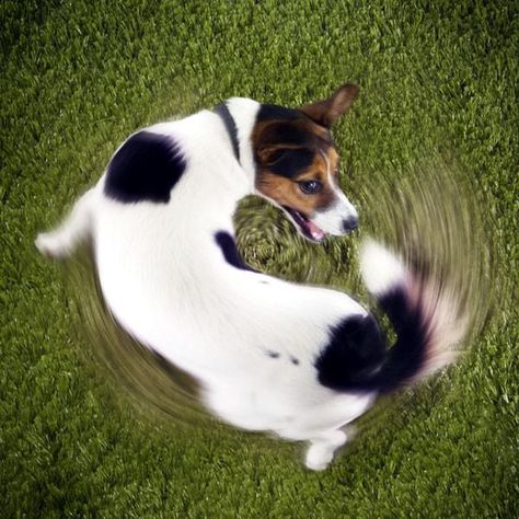 Tail Biting in #Dogs — What Are the Causes? Cool Dog Tricks, Easiest Dogs To Train, Cesar Millan, Dog Whisperer, Dogs Are The Best, Dog Tricks, Blog Planning, Jack Russell Terriers, Dog Training Techniques