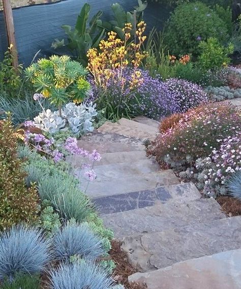 Socal Landscape Ideas, Ca Native Landscaping, Australian Wildflower Garden, California Landscaping, Native Plant Landscape, Australian Garden Design, Native Gardens, Australian Native Garden, Garden Inspo