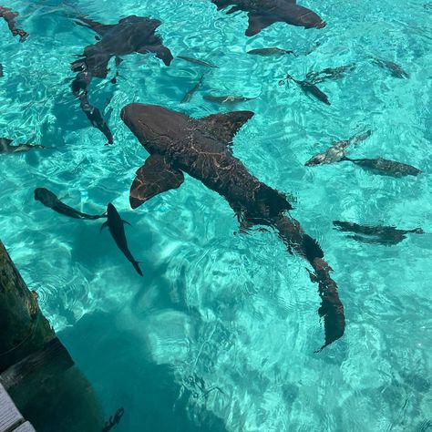 Swimming Pigs, Kat Mcnamara, Marine Biologist, Sharks, Pigs, Bahamas, Swimming, Water, Iguanas