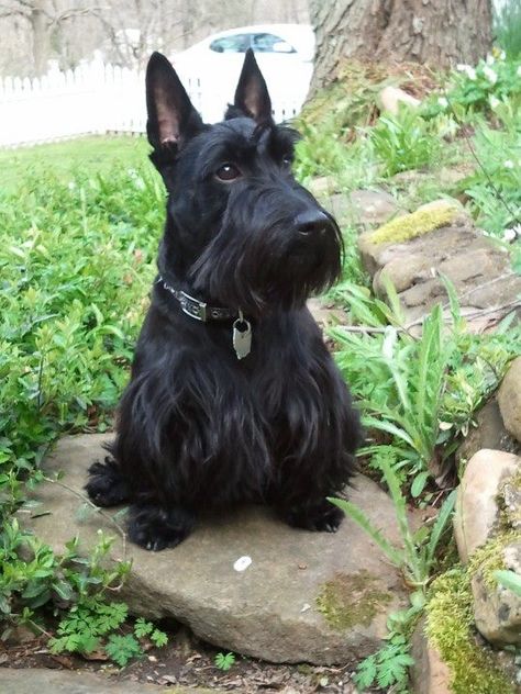 Beautiful Girl ~ Bella Noel Scottie Dog Drawing, Black Scottish Terrier, Dog Name Ideas, Christmas Scottie, Scottish Terrier Puppy, Scottie Dog Halloween, Scotties Dog, Female Dog Names, Scottie Terrier