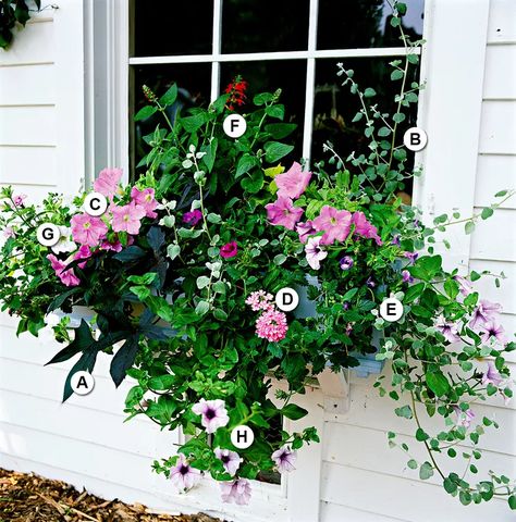 Salad Container Garden, Petunia Tattoo, Licorice Plant, Window Box Garden, Scented Geranium, Sweet Potato Vine, Plant Window, Window Box Flowers, Window Planters