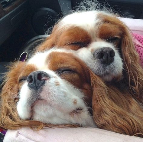 Cavalier King Spaniel, King Spaniel, Cavalier Dog, Dog Cuddles, Cavalier King Charles Dog, Cavalier Puppy, King Charles Dog, King Charles Cavalier Spaniel Puppy, Sleepy Time