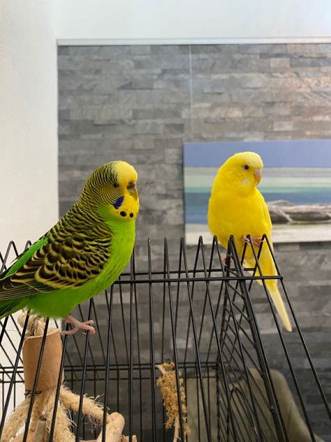 Yellow Parakeet, Yellow Budgie, Budgies Parrot, Tattoo Pet, Green Parakeet, Budgie Bird, Pet Tattoos, Budgies Bird, Budgie Parakeet