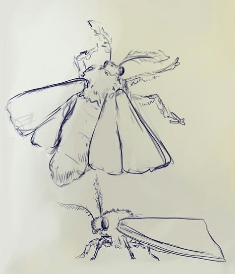 Moths Sketch, Bug Drawing Reference, Fluffy Moth Drawing, How To Draw A Moth, Bugs Drawing Sketches, Moth Sketches, Moth Drawing Simple, Bugs Sketch, Moths Drawing