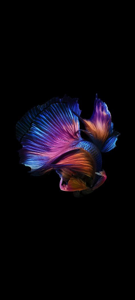 Betta Wallpaper, Hd Photography, Beta Fish, Iphone Lockscreen Wallpaper, Fish Wallpaper, Gold Fish, Betta Fish, Goldfish, Mobile Wallpaper