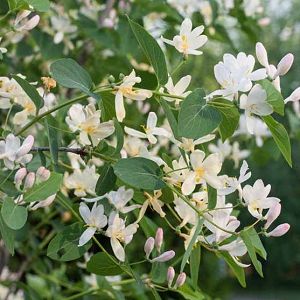 Lonicera albiflora (White Honeysuckle) White Honeysuckle, Clematis Paniculata, Lily Turf, Honeysuckle Vine, Purple Clematis, Hummingbird Garden, Invasive Plants, Planting Shrubs, Coastal Gardens