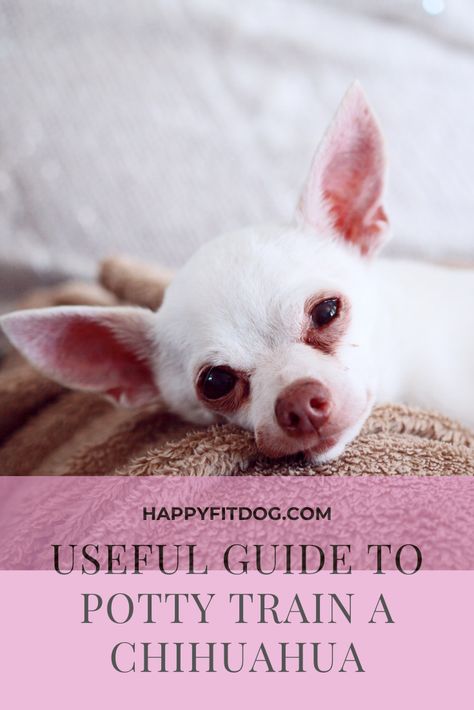 Potty Training Puppy Apartment, Chihuahua Training, How To Potty Train, Potty Training Girls, Potty Pads, Potty Train, Chihuahua Puppy, Potty Training Puppy, Puppy Pads