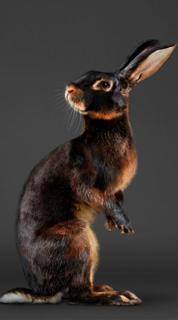 Black Rabbit, Rabbit Art, Bunny Art, Jonathan Adler, Animal Photo, Doberman, 귀여운 동물, Beautiful Creatures, Animal Kingdom