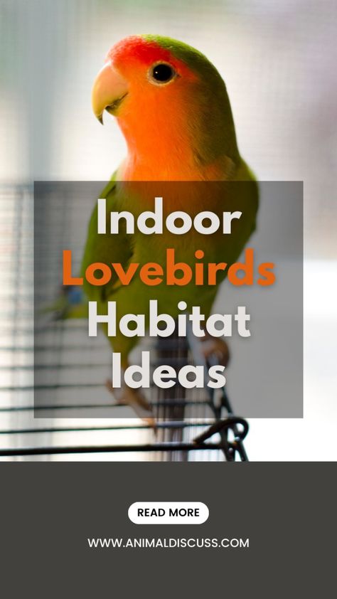 Designing the perfect indoor habitat for your lovebirds? This guide covers cage size, lighting, toys, and much more to keep your birds healthy, happy, and active. Give your lovebirds a home they’ll love! #lovebirds #birds #habitat #animaldiscuss Lovebird Cage Ideas, Parrot Habitat, Dogs House, Space Lighting, House Pets, Pet Blog, Cute Doggies, Bird Care, Colorful Parrots