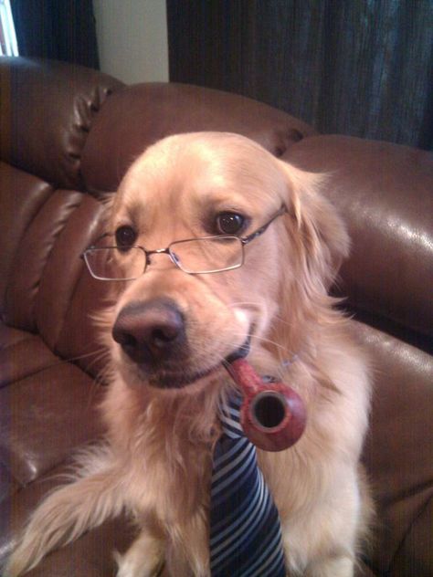 What's on the telly tonight ?  I was thinking I'd read a good book, but...................... Latino Humor, Dog With Glasses, Funny Dog Memes, Smart Dog, Funny Dog Pictures, Wearing Glasses, Cute Animal Pictures, Dog Memes, Psych