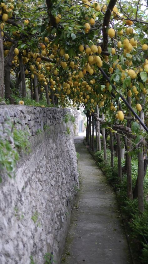 Lemon Grove Italy, Italian Trees, Plaza Landscape, Minori Italy, Japanese Inspired Garden, Citrus Grove, Orchard Tree, Lemon Grove, American Garden