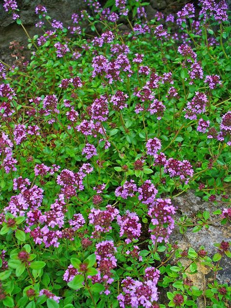 Thymus serpyllum (Breckland Thyme, Creeping Thyme, Mother of Thyme, Wild Thyme) | North Carolina Extension Gardener Plant Toolbox Breckland Thyme, Thymus Serpyllum, Thyme Plant, Perennial Ground Cover, Creeping Thyme, Wild Thyme, Ground Cover Plants, Cold Frame, Heirloom Seeds