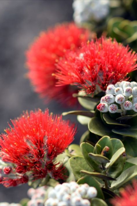 Native to Hawaiʻi, the ʻōhiʻa lehua tree and flower has become deeply ingrained in the Islands’ culture, designs and stories. Photo: Getty Images/mhgstan Lehua Flower Tattoo, Native Hawaiian Flowers, Witchy Homestead, Pomegranate Bouquet, Polynesian Flowers, Lehua Flower, Protea Plant, Ohia Lehua, Hawaiian Goddess