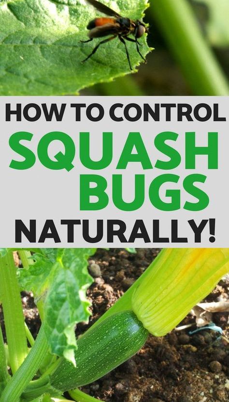 Say goodbye to squash bugs the natural way with these 6 effective methods! Protect your garden from these pesky pests using organic gardening tips and techniques. From companion planting to homemade insecticidal sprays, learn how to keep your squash plants healthy and thriving without harmful chemicals. Take control of your garden and enjoy a bountiful harvest with these organic solutions! 🌱🌻 #GardenPests #NaturalPestControl #HomeGrown #VegetableGarden How To Keep Bugs Out Of Garden, Get Rid Of Squash Bugs, Squash Bugs Prevention, All Natural Garden Pesticide, When To Pick Butternut Squash From Garden, Squash Companion Plants, Homemade Insecticide, Pest Spray, Squash Bugs