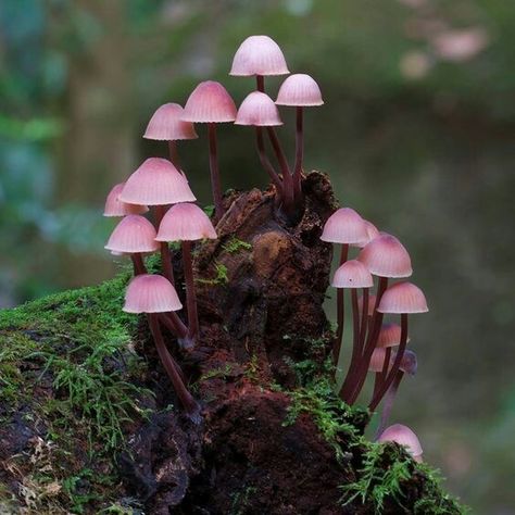 56 MAGICAL NATURAL FUNGUS MUSHROOMS IN THE WOODS Fairy Inkcap Mushrooms, Pink Mushroom Art, Fairy Mushroom Forest, Mushroom Pics, Pink Mushrooms, Fairy Mushrooms, Forest Mushrooms, Fairy Mushroom, Tree Mushrooms