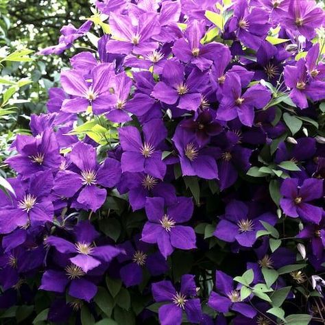 Clematis For Shade, Climbers For Shade, Clematis Wilt, Clematis Nelly Moser, Shady Backyard, Clematis Jackmanii, Clematis Trellis, Backyard Flowers Beds, Woodland Path