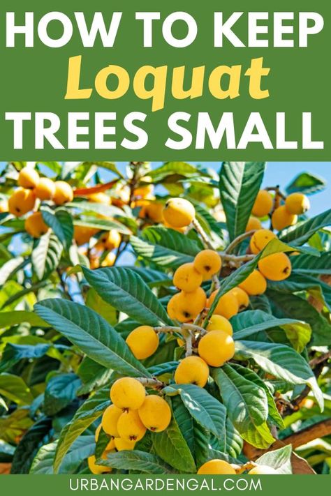 small loquat trees Loquat Tree Landscaping, Mini Orchard, Miniature Fruit Trees, Fast Growing Fruit Trees, Small Fruit Trees, Fruit Trees Backyard, Loquat Tree, Fruit Trees In Containers, Kumquat Tree